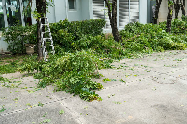 Professional Tree Removal in Brevard, NC